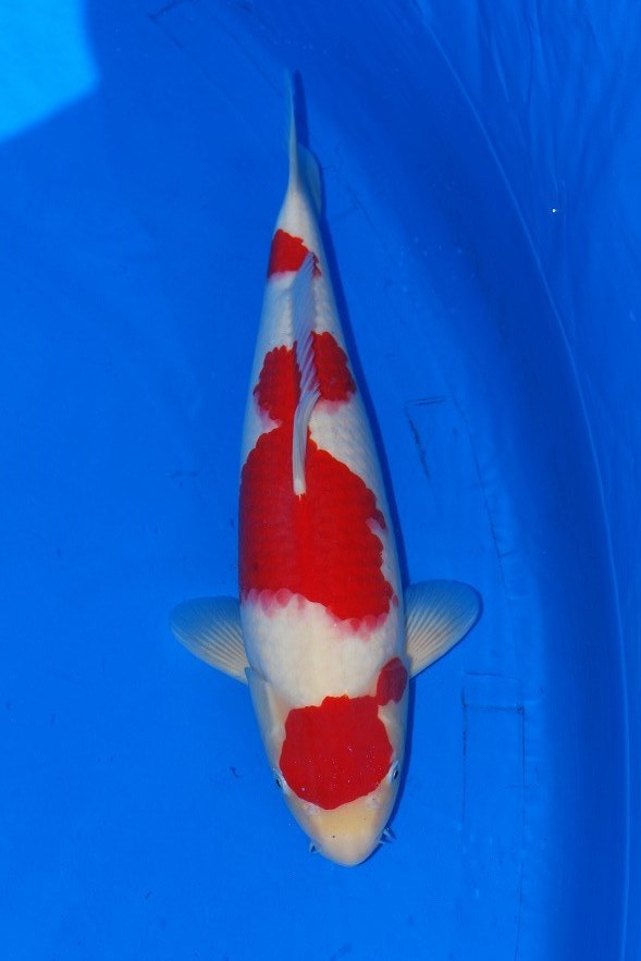 Sakuma 2 years old Kohaku 48 cm