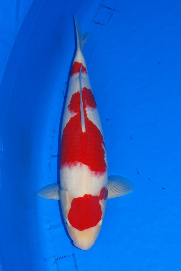 aaSakuma 2 years old Kohaku 48 cm