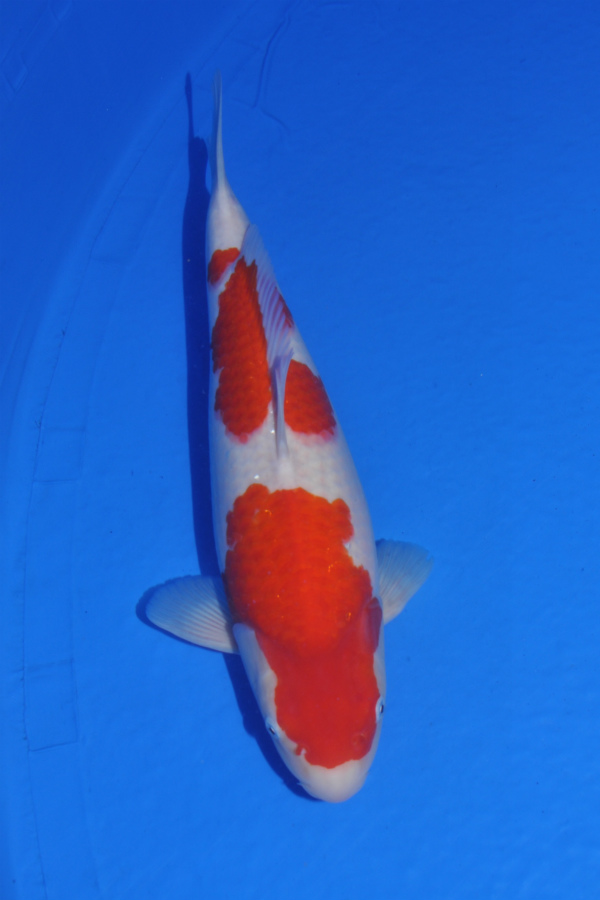 Sakuma 2 years old Kohaku