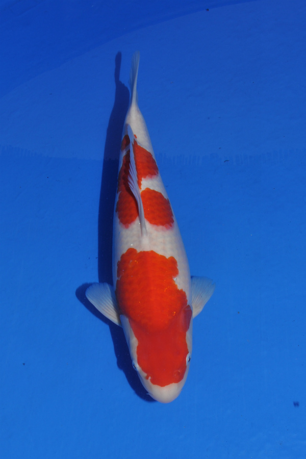 aaSakuma 2 years old Kohaku