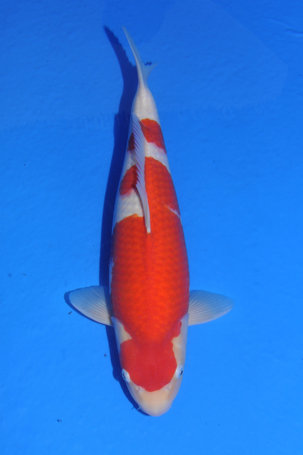 Sakuma 2 years old Kohaku