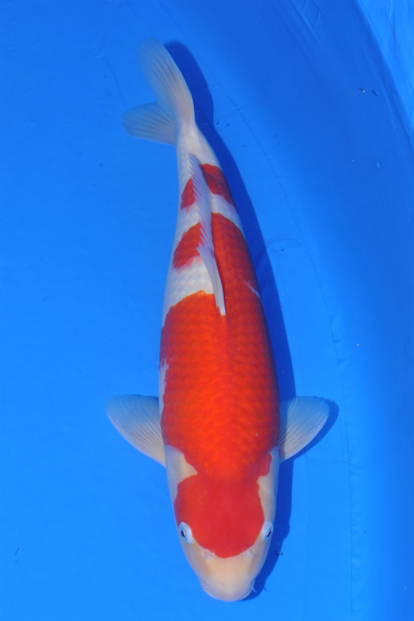 aaSakuma 2 years old Kohaku